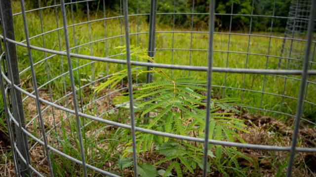 Koa Wood Sourcing and Sustainability